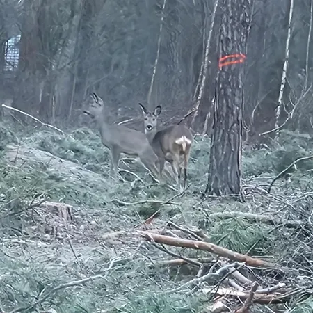 Starkowo Pod Lasem Дом отдыха Starkowo (Leszno)