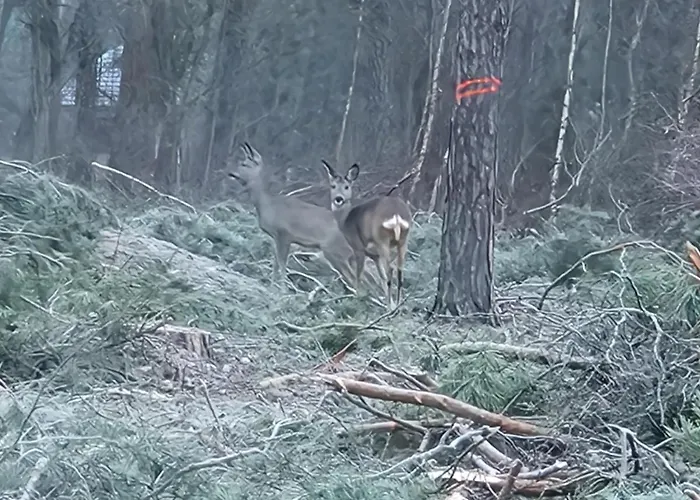 Starkowo Pod Lasem בית נופש Starkowo (Leszno)