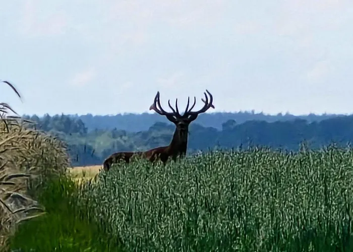 בית נופש Starkowo Pod Lasem *