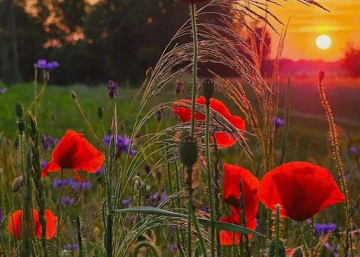 בית נופש Starkowo Pod Lasem Starkowo (Leszno)